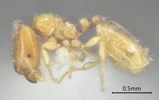 Carebara bihornata specimen ANTWEB1060554 image antweb1060554_3