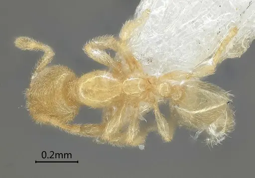 Carebara bihornata specimen ANTWEB1060555 image antweb1060555_1