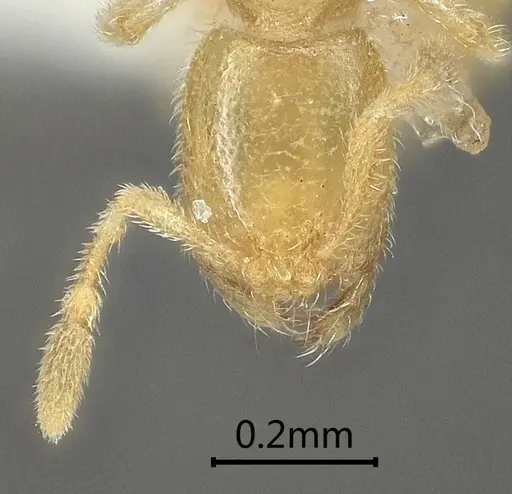 Carebara bihornata specimen ANTWEB1060555 image antweb1060555_2