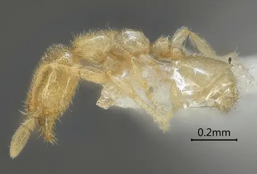 Carebara bihornata specimen ANTWEB1060555 image antweb1060555_3