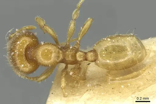 Carebara bouvardi specimen CASENT0913498 image casent0913498_1