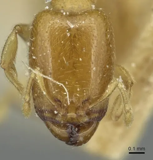 Carebara bouvardi specimen CASENT0913498 image casent0913498_2