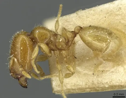 Carebara bouvardi specimen CASENT0913498 image casent0913498_3