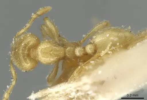 Carebara bouvardi specimen CASENT0913499 image casent0913499_1