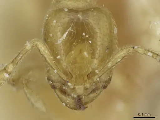 Carebara bouvardi specimen CASENT0913499 image casent0913499_2