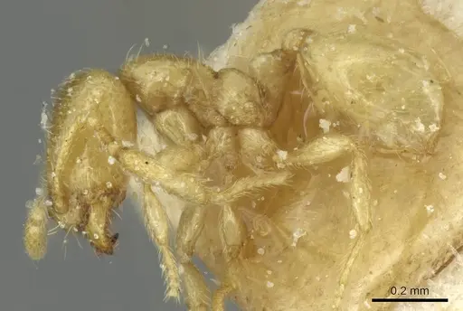 Carebara bouvardi specimen CASENT0913499 image casent0913499_3