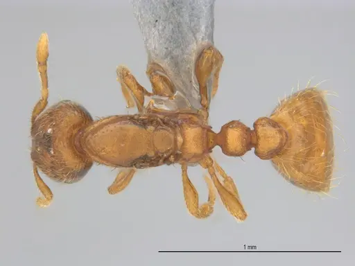 Carebara brasiliana specimen ANTWEB1062545 image antweb1062545_1