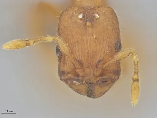Carebara brasiliana specimen ANTWEB1062545 image antweb1062545_2