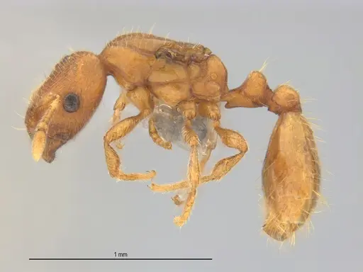 Carebara brasiliana specimen ANTWEB1062545 image antweb1062545_3