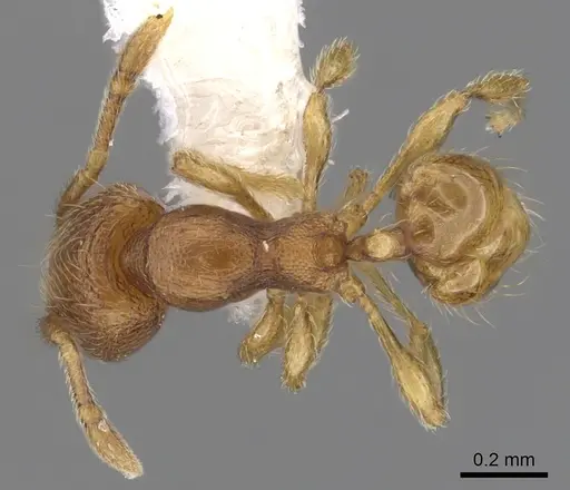 Carebara brevipilosa specimen CASENT0609948 image casent0609948_1