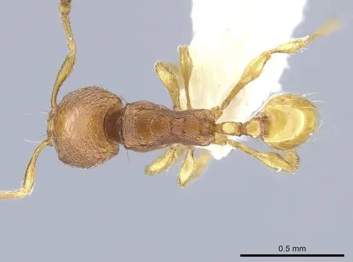 Carebara brevipilosa specimen CASENT0636881 image casent0636881_1