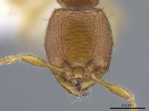 Carebara brevipilosa specimen CASENT0636881 image casent0636881_2