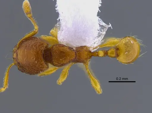 Carebara brevipilosa specimen CBUMAGENT41900 image cbumagent41900_1