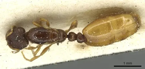 Carebara bruchi specimen CASENT0913500 image casent0913500_1