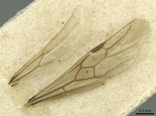 Carebara bruchi specimen CASENT0913500 image casent0913500_4