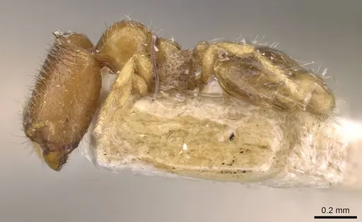 Carebara bruni specimen CASENT0908901 image casent0908901_3