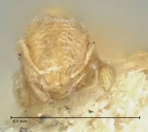 Carebara bruni specimen FOCOL1926 image focol1926_2