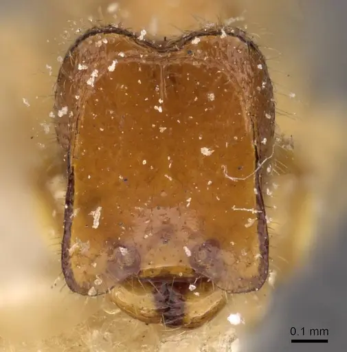 Carebara butteli specimen CASENT0908888 image casent0908888_2