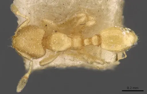 Carebara butteli specimen CASENT0908889 image casent0908889_1