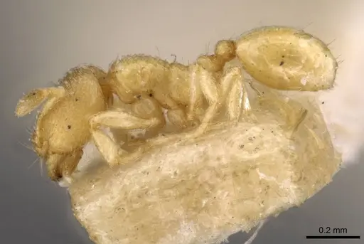 Carebara butteli specimen CASENT0908889 image casent0908889_3