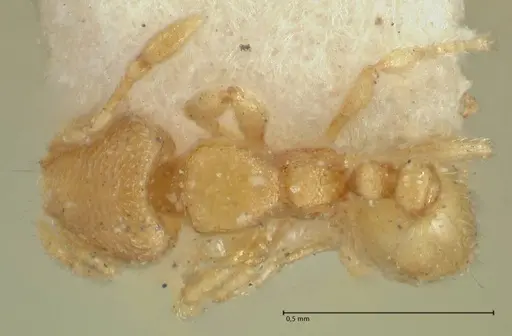 Carebara butteli specimen FOCOL1907 image focol1907_1