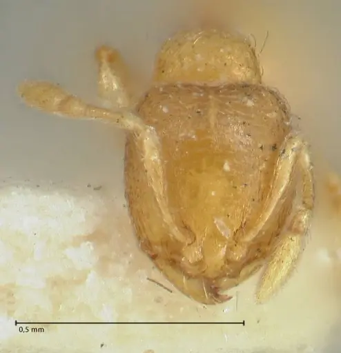 Carebara butteli specimen FOCOL1907 image focol1907_2