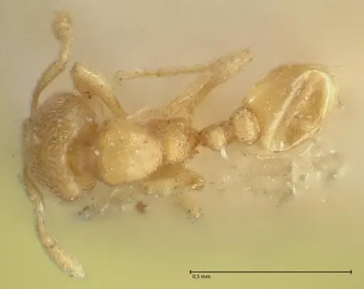 Carebara butteli specimen FOCOL1908 image focol1908_1