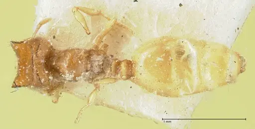 Carebara butteli specimen FOCOL1909 image focol1909_1