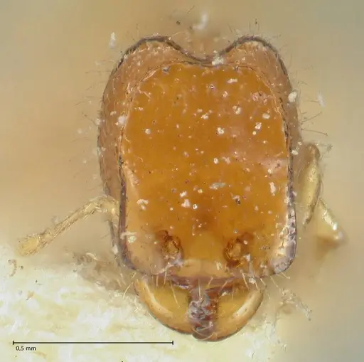 Carebara butteli specimen FOCOL1909 image focol1909_2