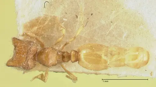 Carebara butteli specimen FOCOL1911 image focol1911_1