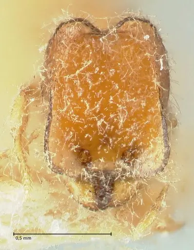 Carebara butteli specimen FOCOL1911 image focol1911_2