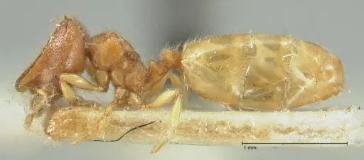 Carebara butteli specimen FOCOL1911 image focol1911_3