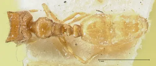 Carebara butteli specimen FOCOL1912 image focol1912_1
