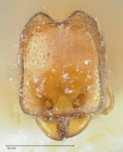 Carebara butteli specimen FOCOL1912 image focol1912_2