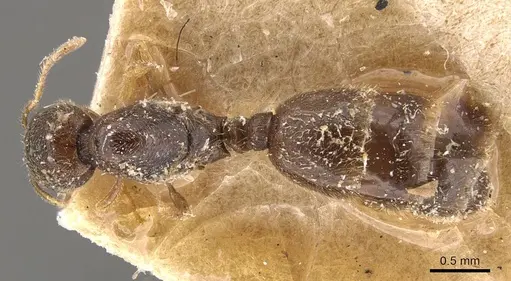 Carebara ceylonensis specimen CASENT0908950 image casent0908950_1