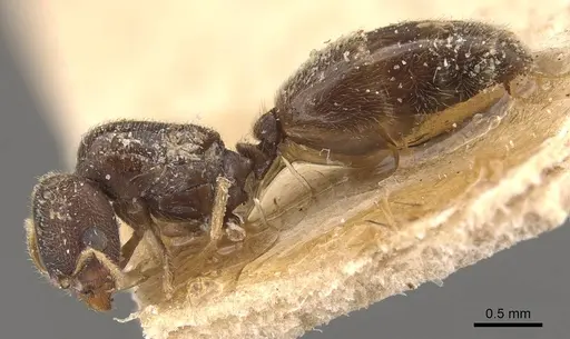 Carebara ceylonensis specimen CASENT0908950 image casent0908950_3