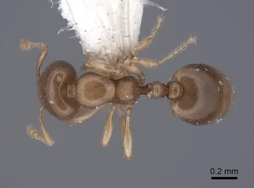 Carebara concinna specimen FMNHINS0000105157 image fmnhins0000105157_1