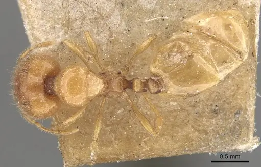 Carebara cornigera specimen CASENT0910870 image casent0910870_1