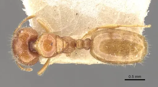 Carebara cornigera specimen CASENT0910872 image casent0910872_1