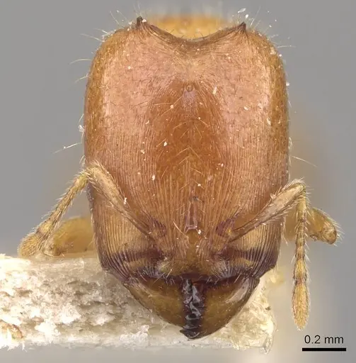 Carebara cornigera specimen CASENT0910872 image casent0910872_2