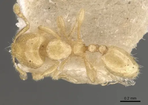 Carebara cornigera specimen CASENT0910873 image casent0910873_1