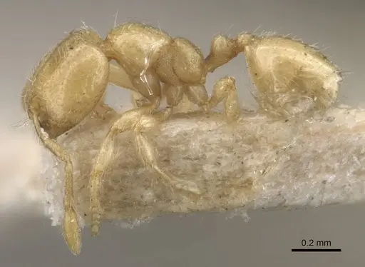 Carebara cornigera specimen CASENT0910873 image casent0910873_3