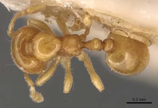 Carebara crassiuscula specimen CASENT0904658 image casent0904658_1