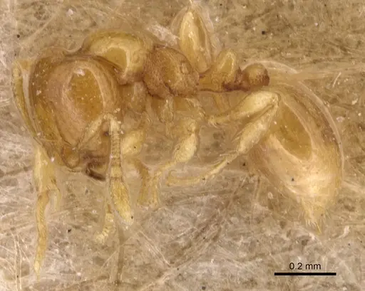 Carebara crassiuscula specimen CASENT0904658 image casent0904658_3