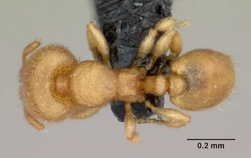 Carebara creolei specimen CASENT0060366 image casent0060366_1