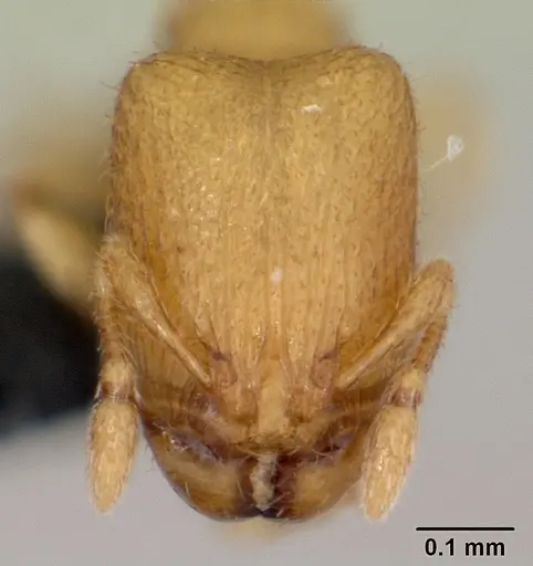 Carebara creolei specimen CASENT0060366 image casent0060366_2