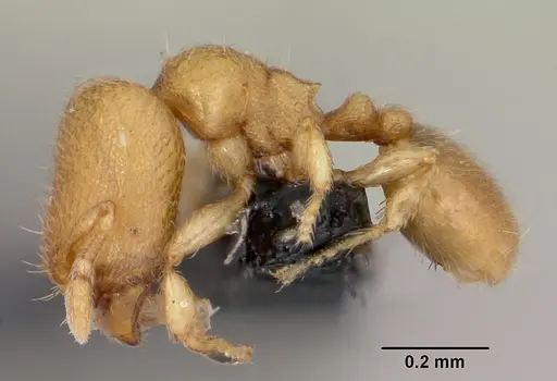 Carebara creolei specimen CASENT0060366 image casent0060366_3