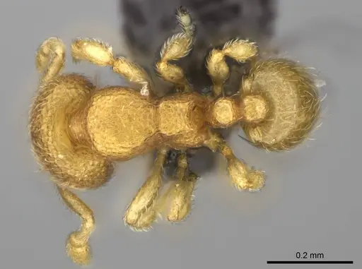 Carebara creolei specimen CASENT0060670 image casent0060670_1