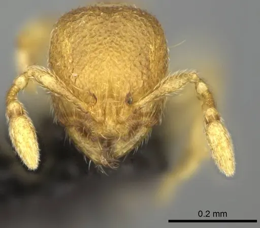 Carebara creolei specimen CASENT0060670 image casent0060670_2