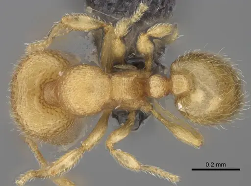 Carebara creolei specimen CASENT0060719 image casent0060719_1